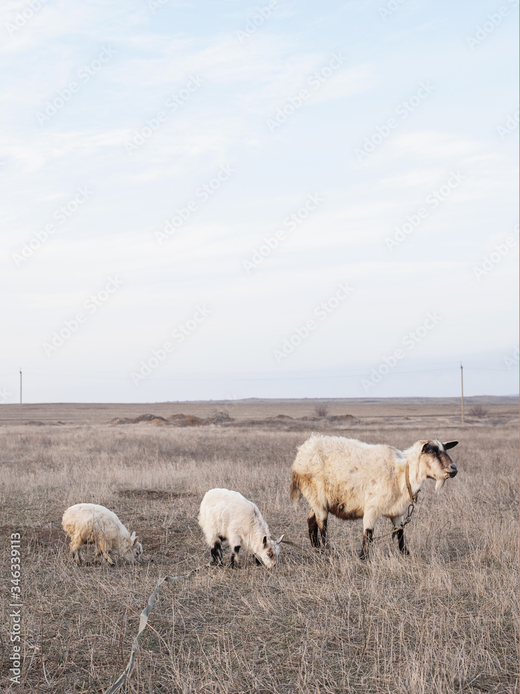 Obraz premium Mother goat and her children graze in the field