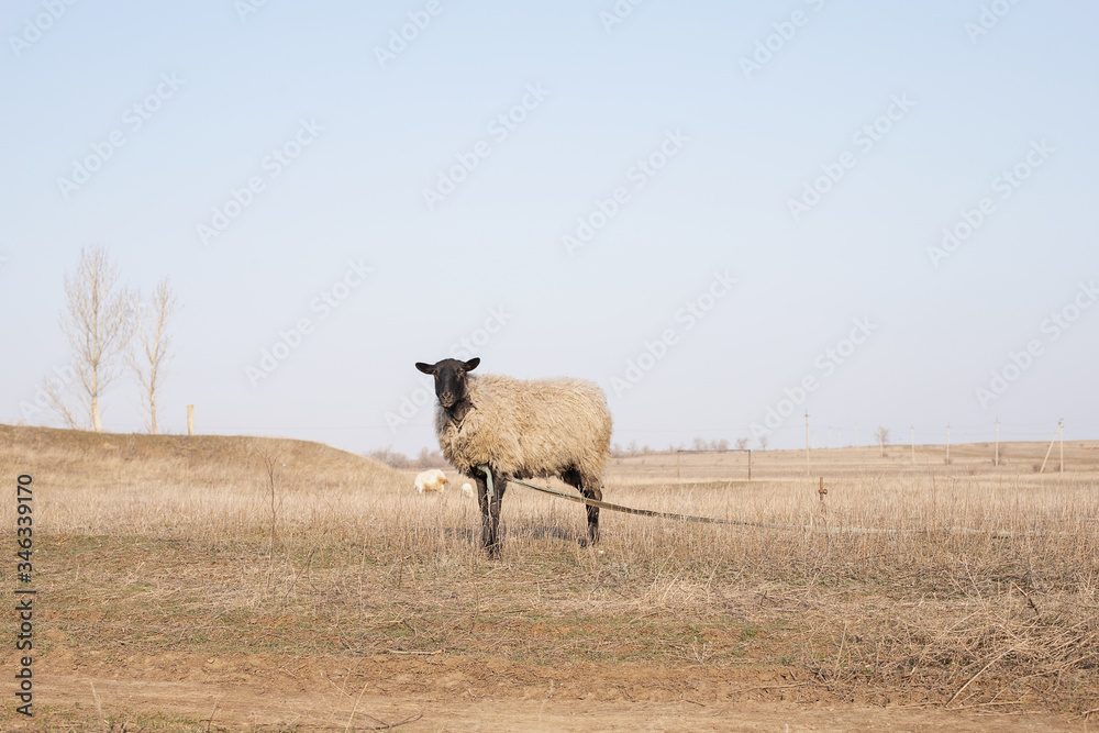 Fototapeta premium A sheep is planted in a field