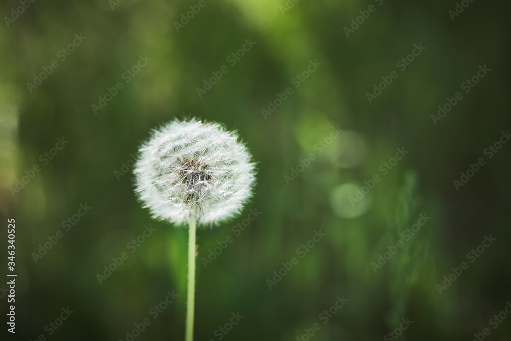 dandelion on green background