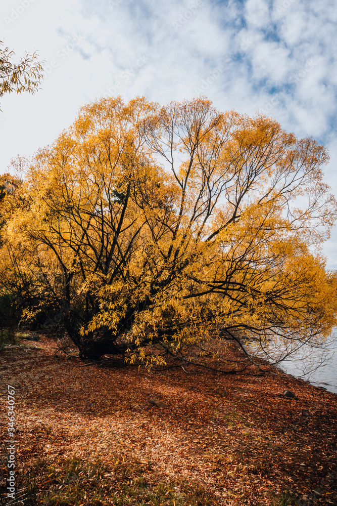 Fototapeta premium Autumn leaves orange red yellow fall way trail trees floor