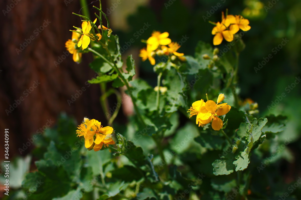 spring blooming celandine with yellow flowers and with green leaves on a background of a brown tree trunk spring blooming celandine with yellow flowers and with green leaves on a background of a brown tree trunk