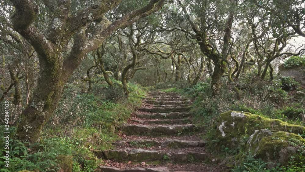 Path in mysterious forest of Bussaco, Coimbra, Portugal, 4k Path in mysterious forest of Bussaco, Coimbra, Portugal, 4k