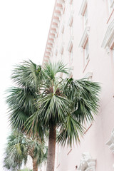 Keuken achterwand Wit Palmboom tegen roze gebouw Marokko  © Alexandra