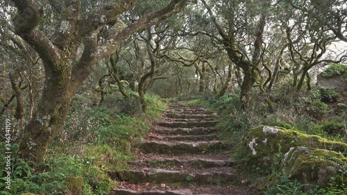 Path in mysterious forest of Bussaco, Coimbra, Portugal, 4k