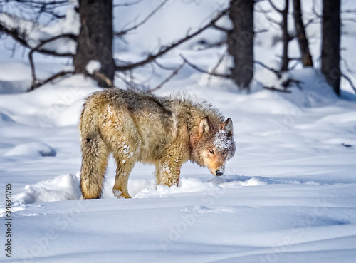 Beautiful wolf turns toward camera © Jo