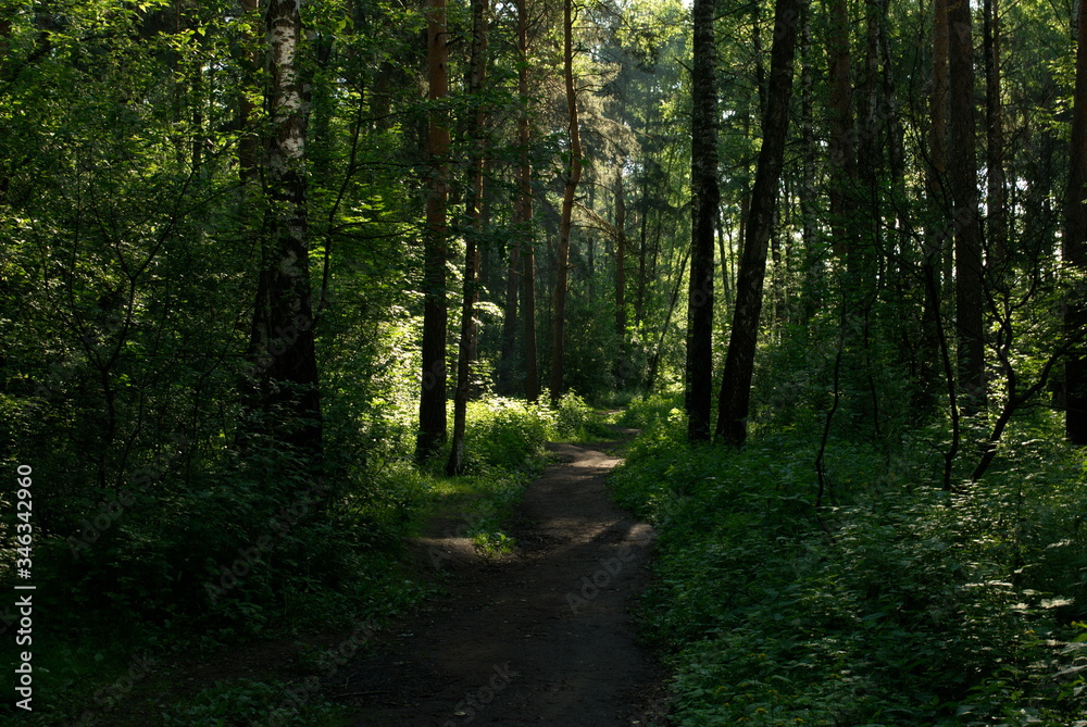 Summer forest path. Moscow region. Russia.