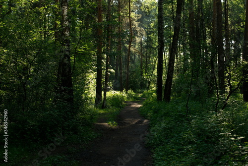 Summer forest path. Moscow region. Russia.