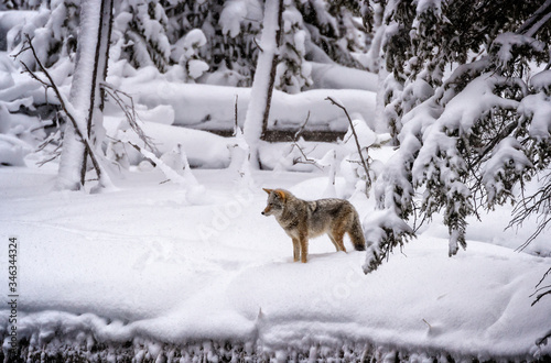 Coyote stops and focuses on possible prey in Yellowstone..psd