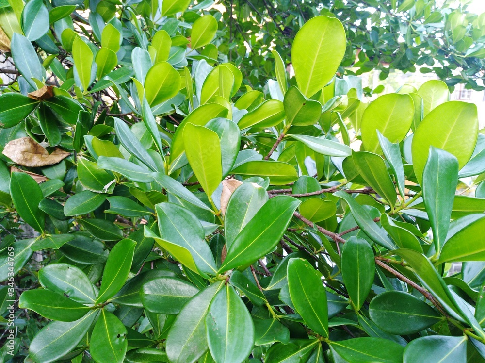 Fototapeta premium green leaves in the garden