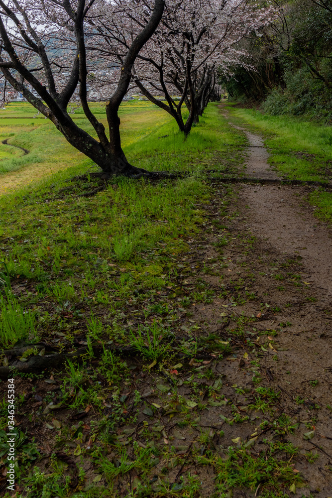 Obraz premium 散歩道