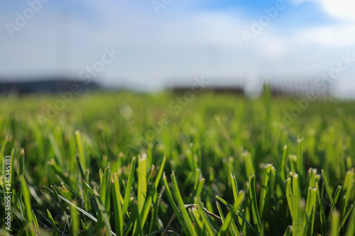 green grass and blue sky background 