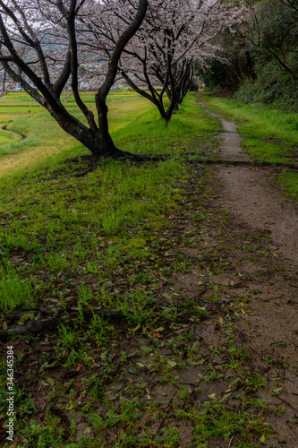 散歩道