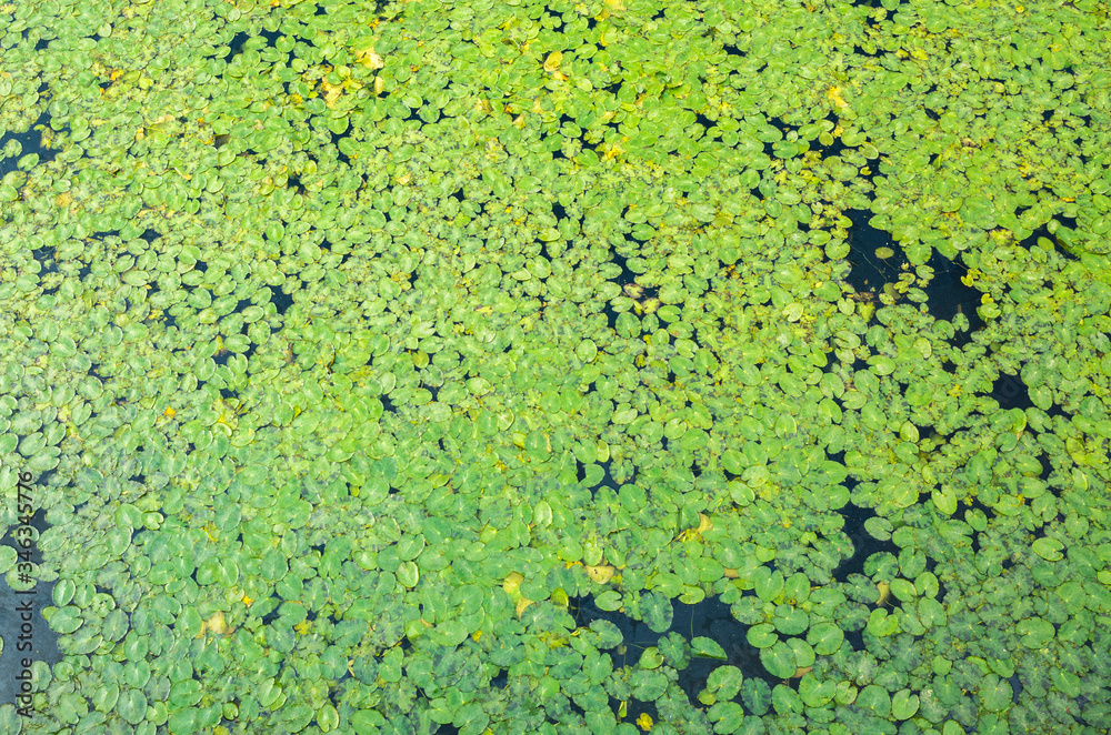 bird's-eye view of fringed waterlily. bird's-eye view of water plant leaf . bird's-eye view of wetland summer scenery
bird's-eye view of fringed waterlily. bird's-eye view of water plant leaf . bird's-eye view of wetland summer scenery