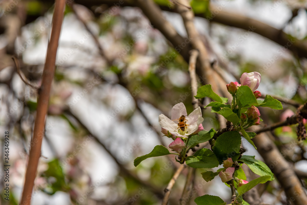Honey bee gathering pollen in apple blossom. Honey bee gathering pollen in apple blossom.