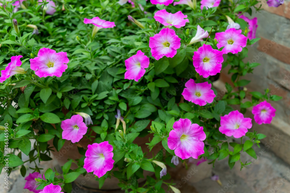 Pink and white bushes The flower features a spittoon, pink and white. Pink and white bushes The flower features a spittoon, pink and white.