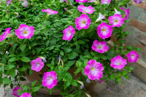 Pink and white bushes The flower features a spittoon, pink and white.