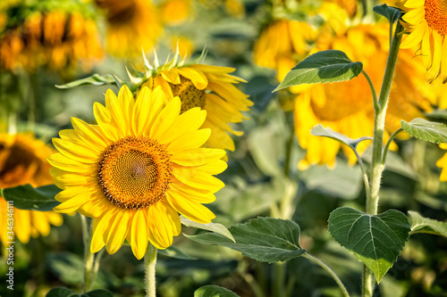 Field of Tuscan sunflowers