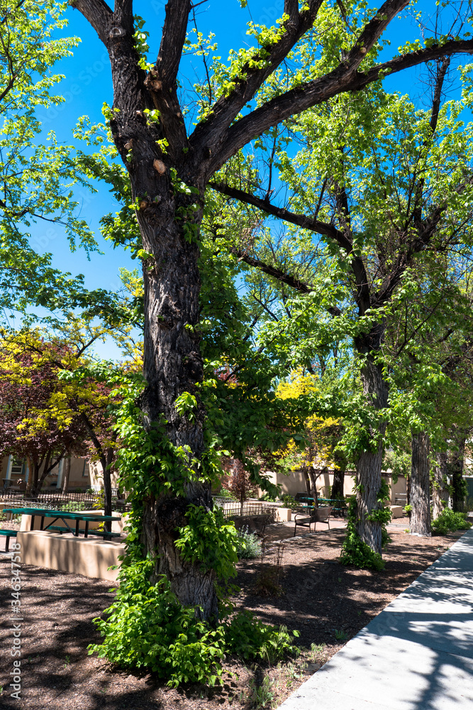 Public park with spring foliage in Santa Fe, New Mexico
