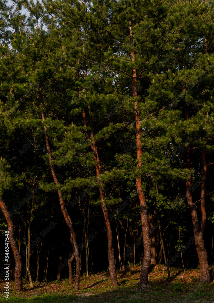 Fototapeta premium 細長い木