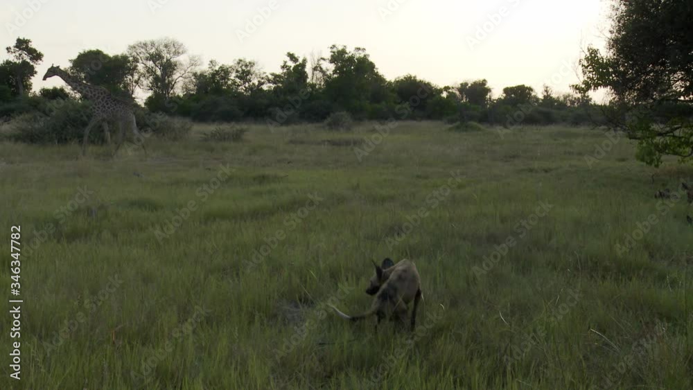 African Wild Dog lies in grass as giraffe walks left out of the frame African Wild Dog lies in grass as giraffe walks left out of the frame