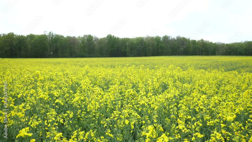 Großes Rapsfeld neben Wald. Ein großes Raps Feld Großes Rapsfeld neben Wald. Ein großes Raps Feld