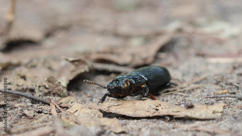 Black beetle walking forward across natural habitat Black beetle walking forward across natural habitat