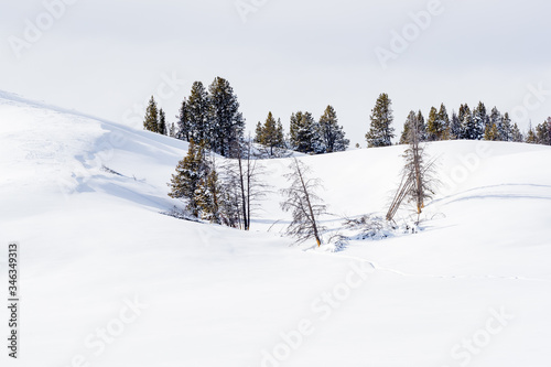 Isolated pine trees surrounded by deep snow in. Yellowstone © Jo