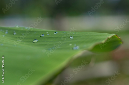 leaves water drops