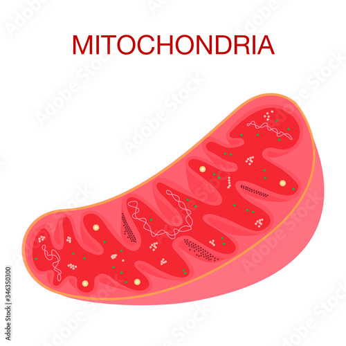 Illustration of Mitochondria Inner Structure.Concept