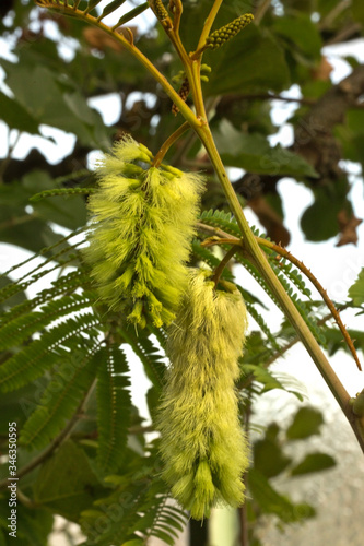 Albizia, Cape Leeuwin Wattle, Cape Wattle, Crested Wattle or plume albizia (Paraserianthes lophantha). photo