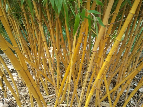 Tela Full Frame Shot Of Bamboos Growing On Field
