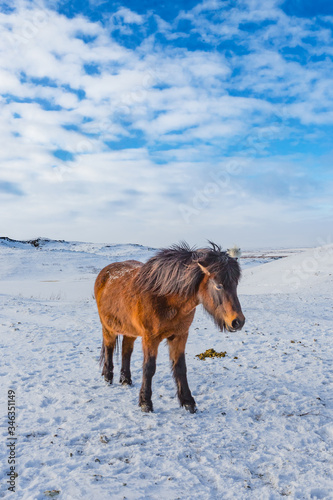 Native Iceland horses with thick winter coat
