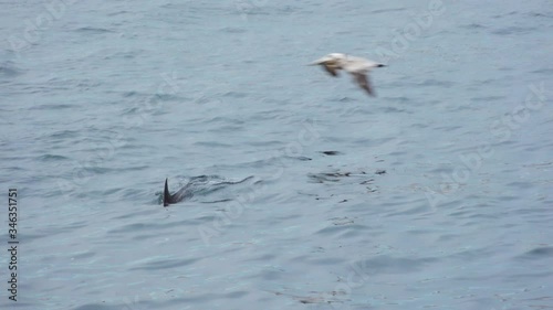 Dolphin Porpoising Jumping out of the Water in Slow Motion Baja California Mexico photo