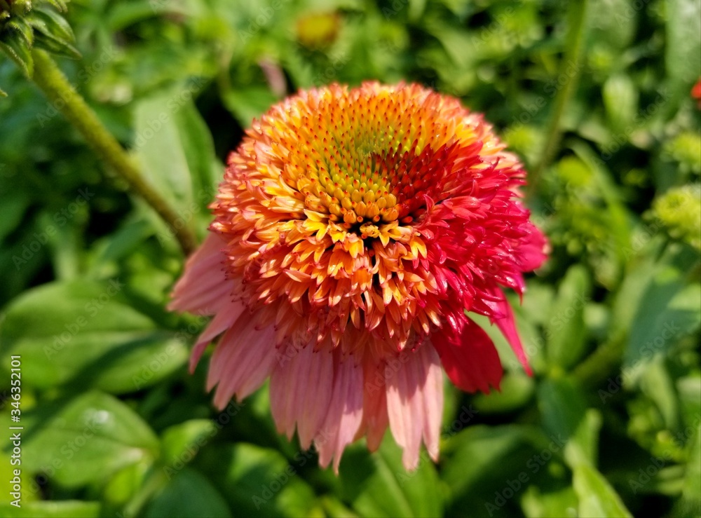 A close up of Coneflower Double Scoop Raspberry flower in half bloom A close up of Coneflower Double Scoop Raspberry flower in half bloom