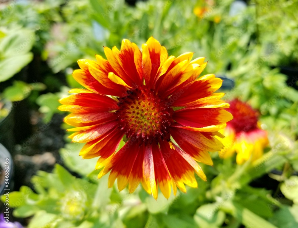 Blanket Flower 'Arizona Red Shade' at full bloom Blanket Flower 'Arizona Red Shade' at full bloom
