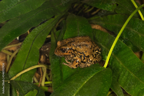 The Andean marsupial tree frog, Riobamba marsupial frog, Riobamba pouched frog (Gastrotheca riobambae).