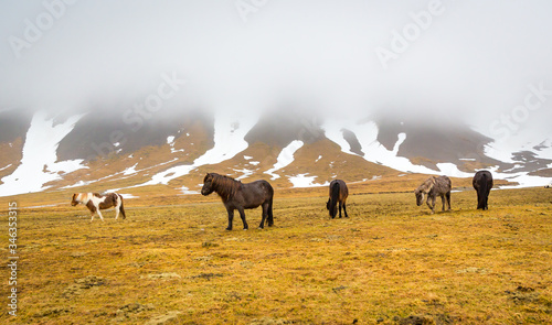 Small Herd of Icelandic horses grazing in a winter meadow © Jo