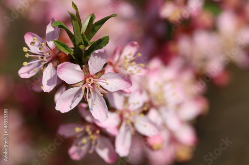 Blooming steppe almond Prunus tenella. Natural plant background with pink flowers photo