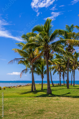 Coconut Palm Tree (Cocos nucifera), with coconuts, against a blue sky with fluffy clouds. © lizcoughlan