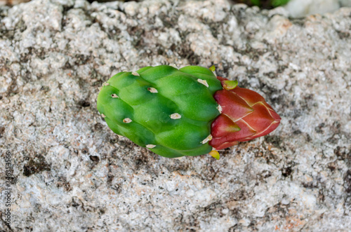 Prickly Pear Flower Bud photo