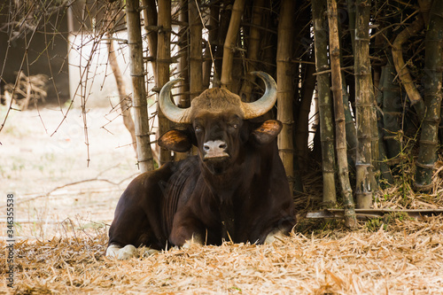 Indian Gaur spotted in zoo photo