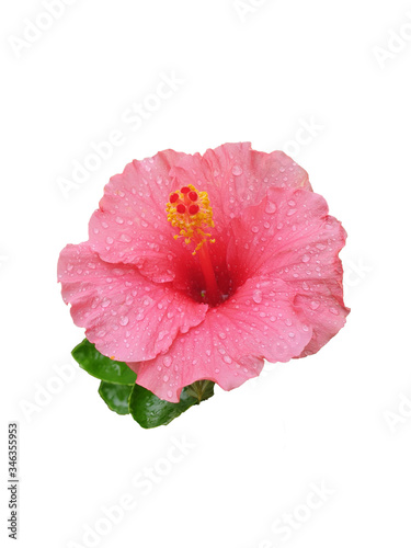 A pink hibiscus flower with raindrops on the petals,  isolated on white background.