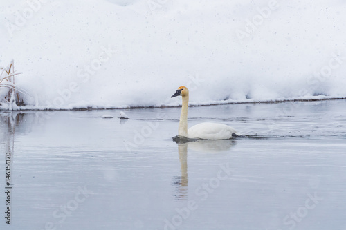Trumperter swans test out the temperature of the water in Madison River. photo