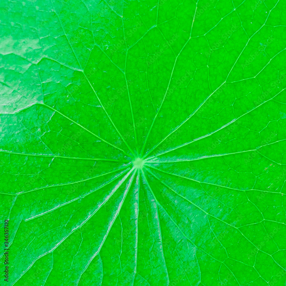 Texture of Gotu kola or Centella asiatica leaves with isolated on white background, green Asiatic pennywort, or Indian pennywort anti-aging and herbal concept.
Texture of Gotu kola or Centella asiatica leaves with isolated on white background, green Asiatic pennywort, or Indian pennywort anti-aging and herbal concept.