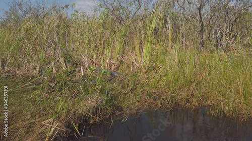 Two Alligators next to each other in Alligator Alley Everglades National Park photo