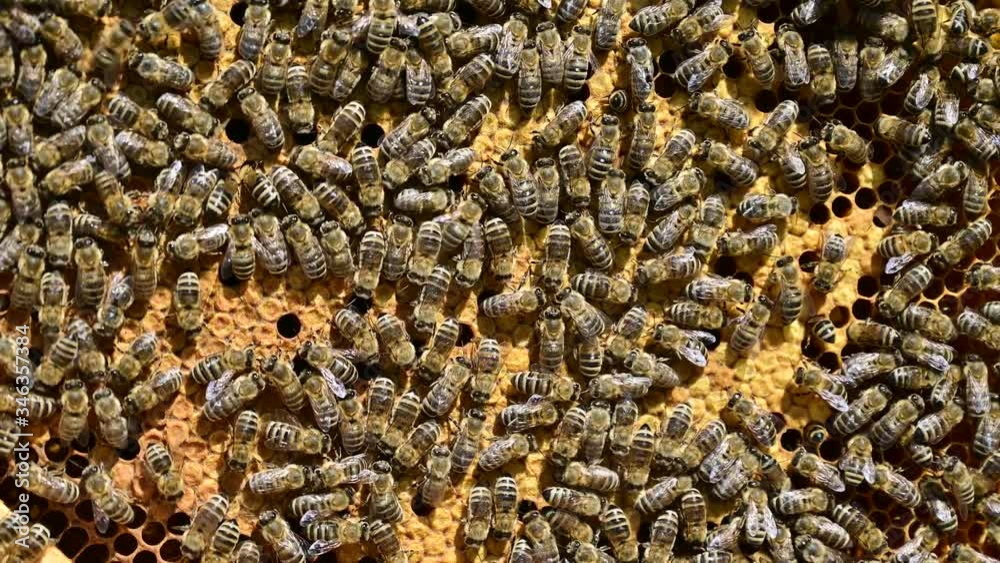 4k video of close up of the bees on honey comb in bee hive - bee colony. 4k video of close up of the bees on honey comb in bee hive - bee colony.