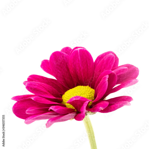 Closeup pink gerbera daisy isolated on white background  The single flower with clipping path with copy space for your text