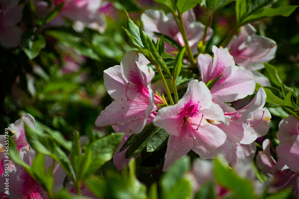 Fototapeta premium ツツジ