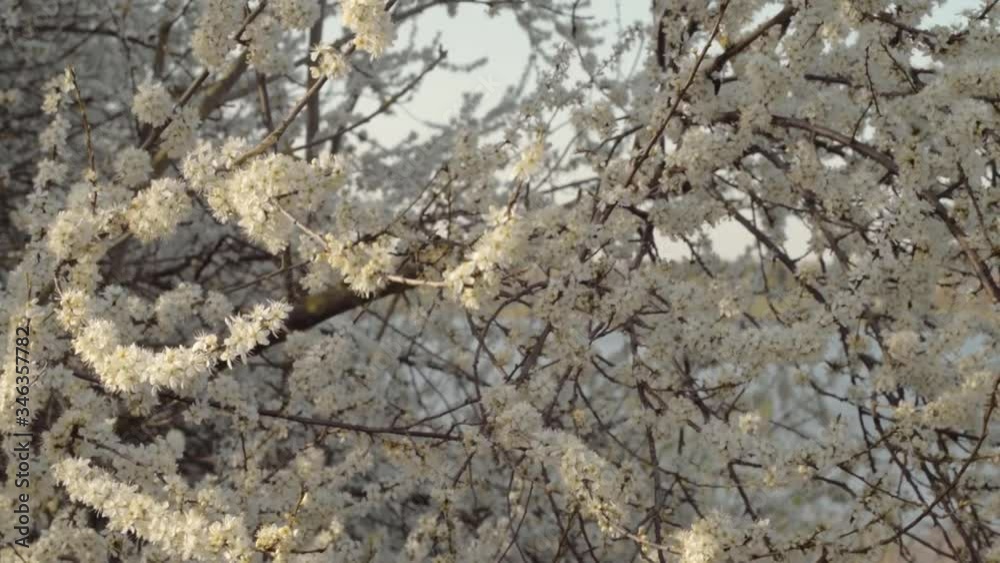 White cherry blossom tree tilting medium shot White cherry blossom tree tilting medium shot