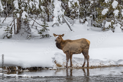 Fototapeta Naklejka Na Ścianę i Meble -  Young baby elk walks by river's edge in Yellowstone